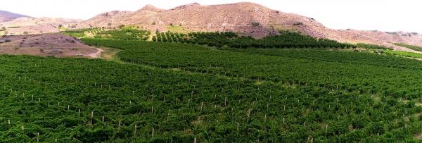 Vedi-Alco